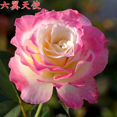 玫瑰花苗新品日月炽天使六翼天使月季苗灌木庭院大花浓香四季开花