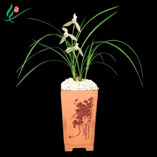 云南莲瓣兰花大雪素浓香花卉盆景盆栽土绿植兰带草植物花苞名贵苗