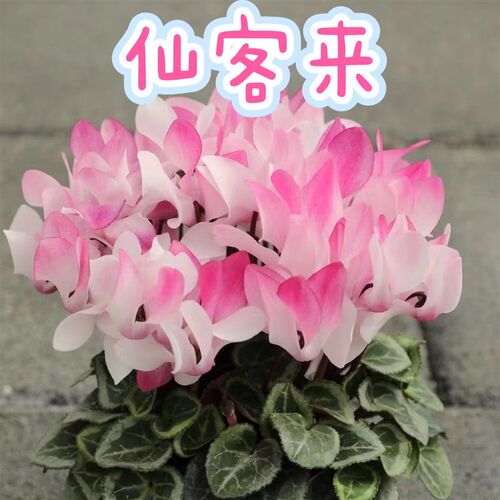 【仙客来】带香味花量大花期长(好看好养,耐寒)