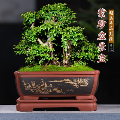 中国宜兴新款手工刻绘超大t口径带底座马槽迎客松绿植花卉盆景花