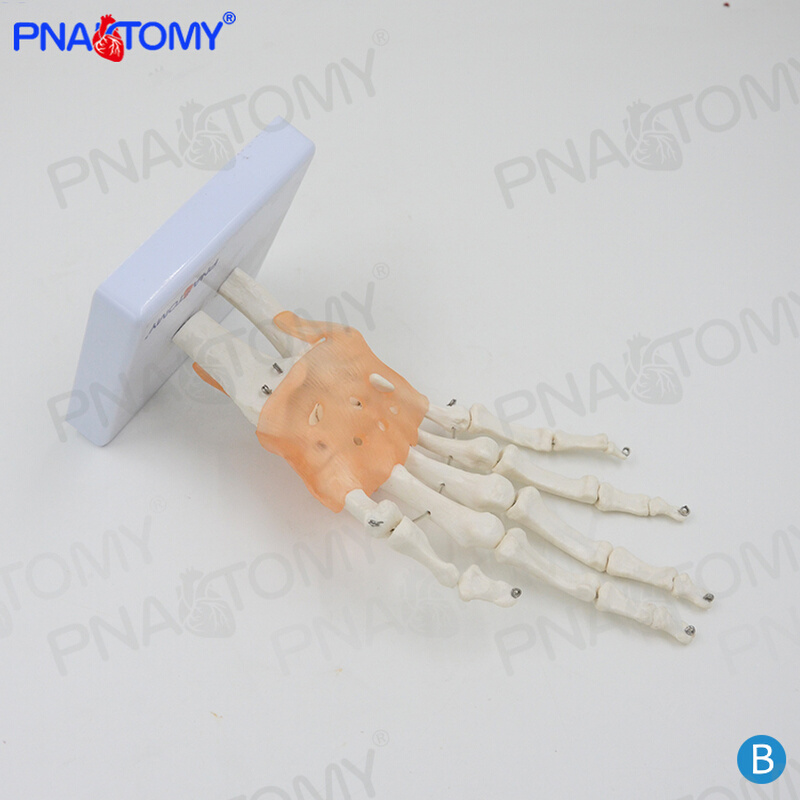 人体手关节模型手骨附韧带尺骨桡骨运动系统手腕骨骼模型手足外科