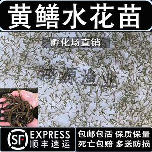黄鳝水花鱼苗 稻田 鳝鱼水花苗 长鱼苗鳝鱼活体小黄鳝水花活体包