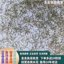 锦鲤鱼苗锦鲤水花观赏鱼淡水鱼饲料黄金龙凤新手草金冷水鱼练手鱼