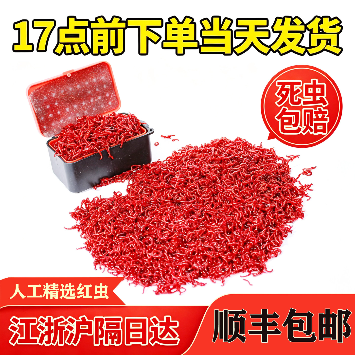 鲜活红虫活饵特大号公虫鲫鱼饵料