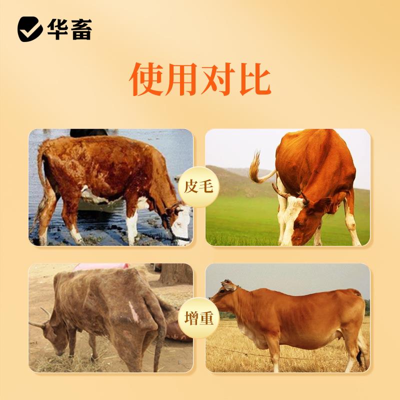 华畜瘤胃宝兽用牛羊拉骨架健胃散养胃消食反刍促生长催肥疯长饲料
