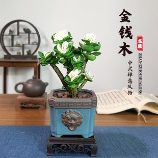 好养 金钱木老桩多肉植物绿植室内盆栽客厅阳台花卉办公室桌面四季