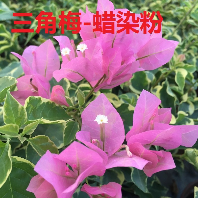 勤花金边叶黄三角洲黎明爬藤植物盆栽带花盆客厅庭院四季开花包邮
