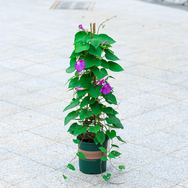 牵牛花盆栽喇叭花室内阳台室外庭院爬藤爬墙花卉开花不断攀爬植物