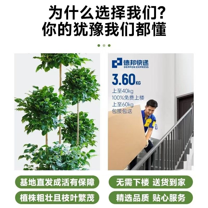 【包成活】大型多层幸福树客厅盆栽绿植室内平安树净化空气好养,鲜花速递/花卉仿真/绿植园艺,大型绿植/成品组合盆栽,淘宝优惠券,粉丝福利购,淘宝优惠卷