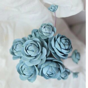 多肉植物组合盆栽 子持莲华 多肉 肉肉植物 办公室内盆栽