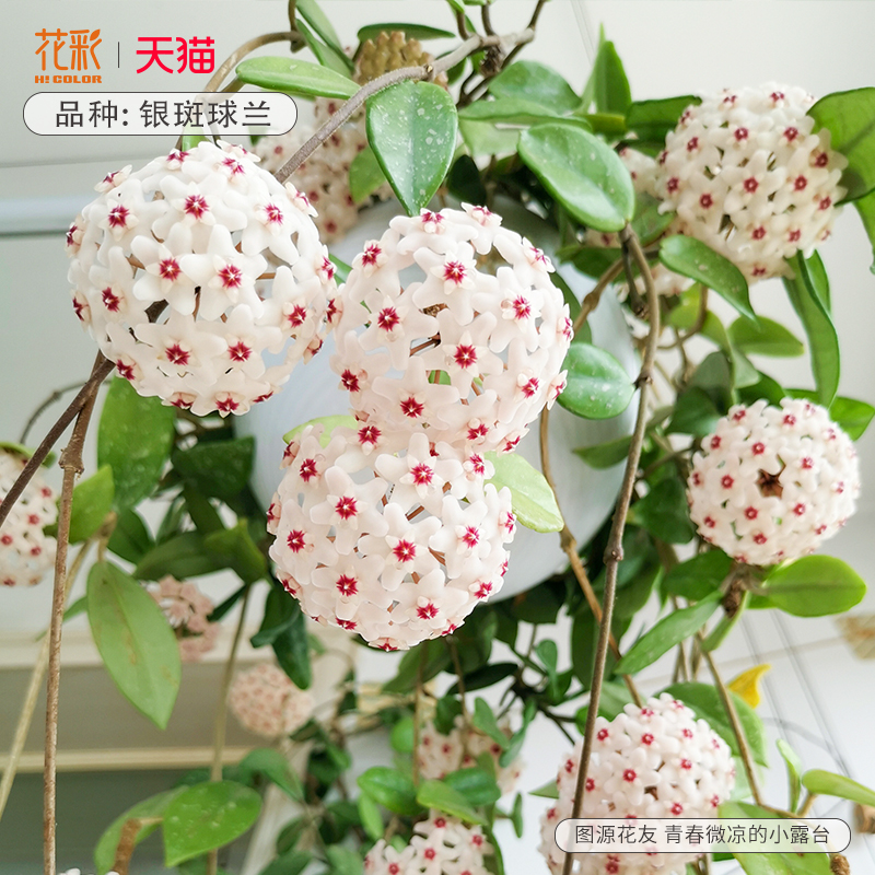 花彩银斑球兰带i花大苗阳台盆栽室内外常绿植物攀援花卉有香味耐