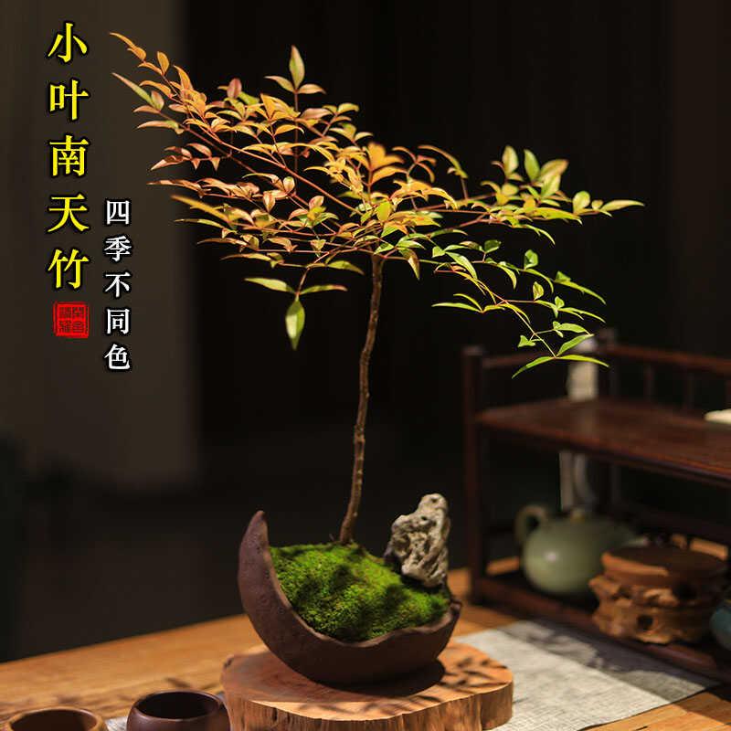 南天竹盆景禅意茶室书房茶台绿植办公室桌面小盆栽好养客厅盆栽