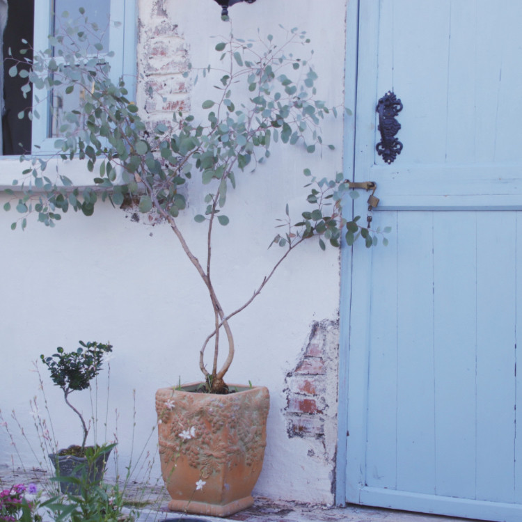 手压红陶粗陶花盆 立体浮雕方盆三角梅尤加利月季绣球大口径花盆