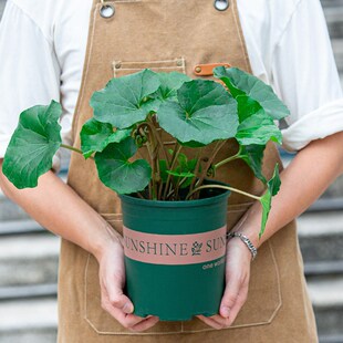 大吴风草苗盆栽室内阳台室外庭院好养易活大叶子植物观叶花卉绿植