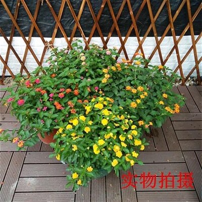 新品逐蝇梅五色梅五彩花 四季五色梅盆栽五色梅苗庭院