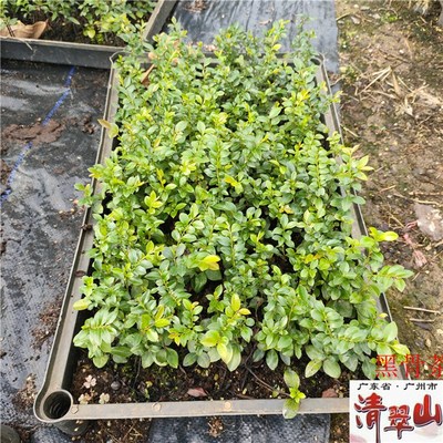 黑骨茶苗黑骨香黑檀紫檀室内景观造型盆栽庭院盆景树净化空气美观