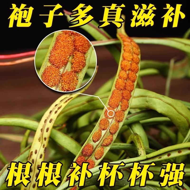 黄金草嗷嗷叫官方旗舰店东北长白山肾精草正品茶化石草泡水喝食用