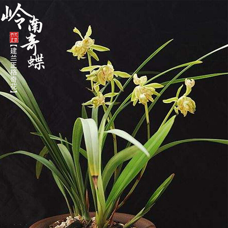 建兰蝶瓣奇花岭南奇蝶夏秋季兰花苗带花苞室内阳台花卉绿植物浓香