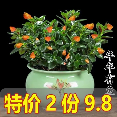 四季金鱼花吊兰盆栽苗室内花绿植花卉水培带花苞好养阳台庭院常青