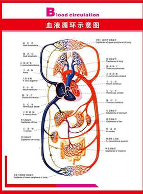 定制血液科海报临床输血申请监护血液检测唉症肿瘤养护图多图任选