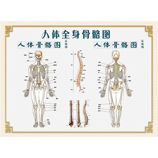 人体骨骼图挂图人体内脏器官结构图海报脊柱图解肌肉分布解剖挂画