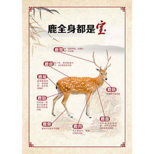 梅花鹿海报展板秋冬补食鹿鹿 独特与鹿膠歷史墙贴墙纸