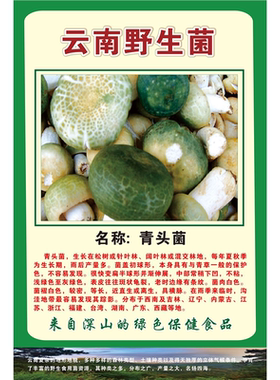 青头菌海报松露墙贴墙纸喇叭菌松茸菌展板鸡油菌挂图装饰画