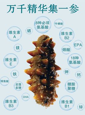 大连即食辽海参图片餐厅装饰墙贴画纸图喷绘海报辽参新鲜海参贴纸