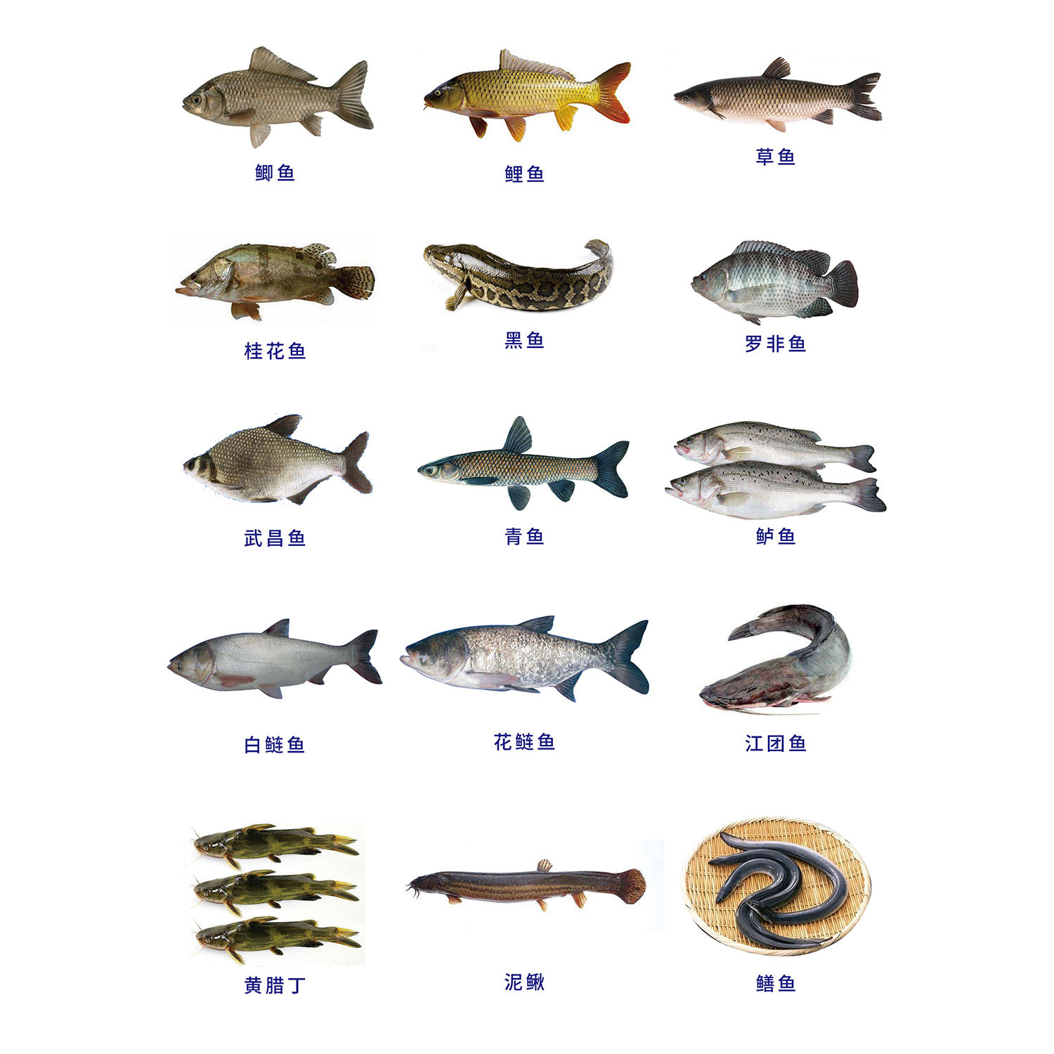 常见鱼淡水鱼鱼图片大全家常鱼类水产品海鲜店鱼市场海报墙贴画