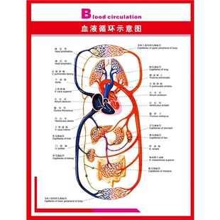 定制血液科海报临床输血申请监护血液检测唉症肿瘤养护图多图任选