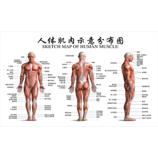 人体肌肉分布解剖图挂图内脏结构图全身器官经络穴位图骨骼示意图