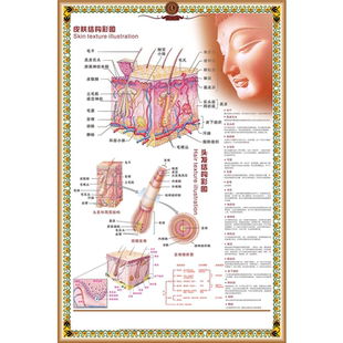 皮肤结构彩图海报展板产品搭配皮肤结构图墙贴墙纸装饰画KT板