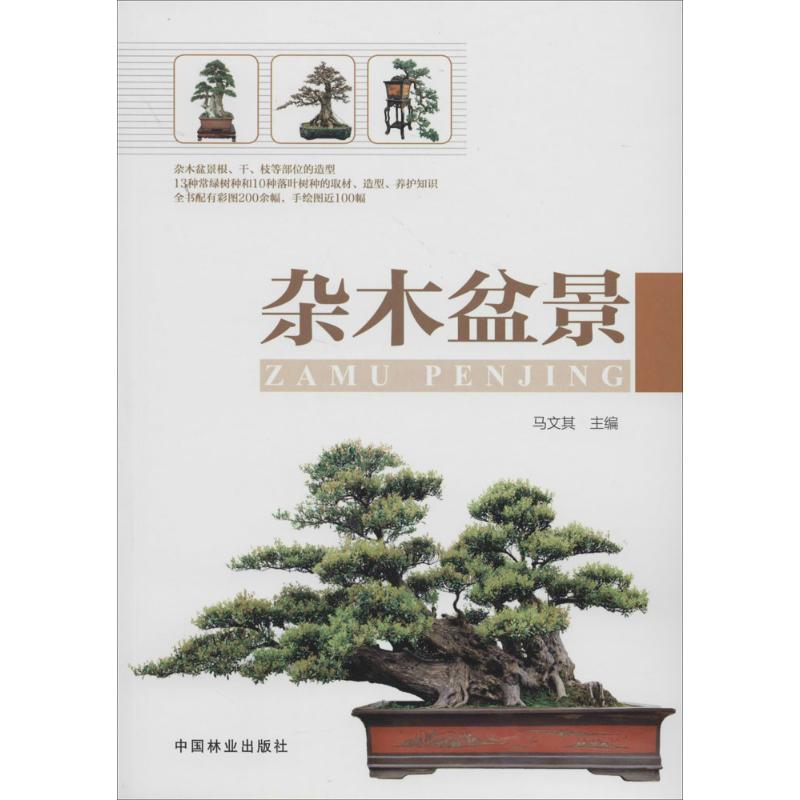 正版杂木盆景