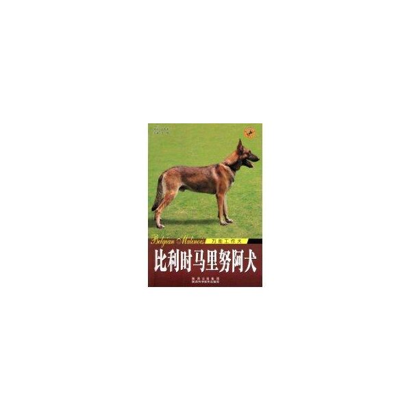 正版世界名犬-比利时马里努阿犬