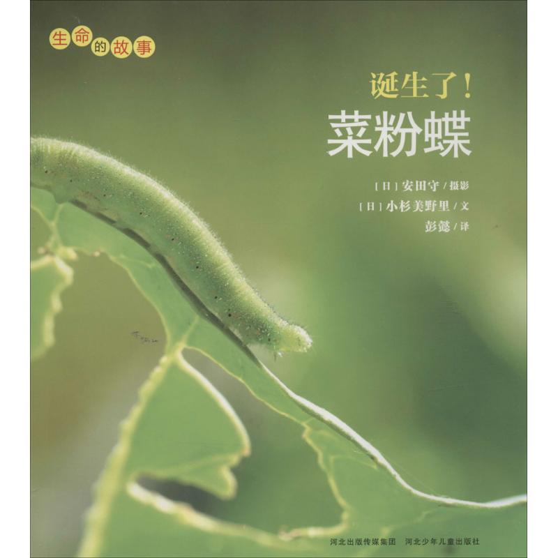 正版诞生了!菜粉蝶