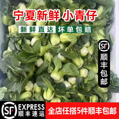宁夏新鲜小青仔小油菜青菜露天霜打矮脚菜青上海青