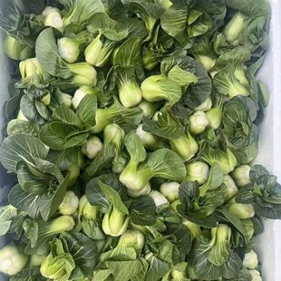宁夏新鲜小青仔小油菜青菜上海青菜苔露天霜打矮脚菜