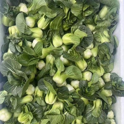 宁夏新鲜小青仔小油菜青菜上海青菜苔露天霜打矮脚菜