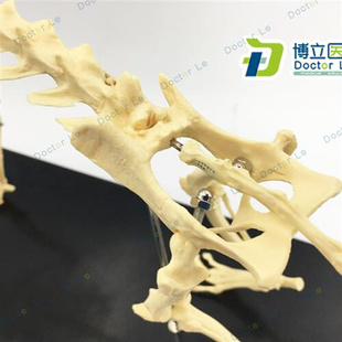 猫模型猫骨模型猫骨架u猫骨骼犬模型猫科模型动物骨架