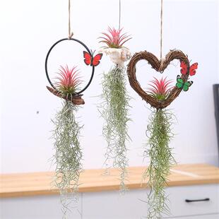 速发空气凤梨无土植物老人须空气C草松萝墙壁吊挂室内垂吊绿植花