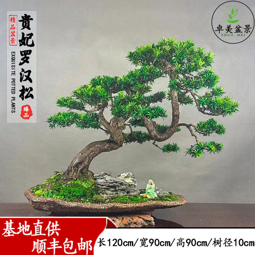 罗汉松盆景大型造型罗汉松室外庭院老桩造型迎客松盆栽耐活好养