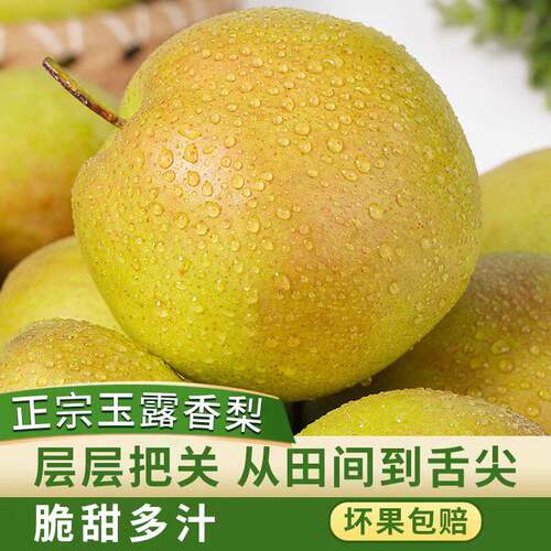 正宗山西玉露香梨礼盒装