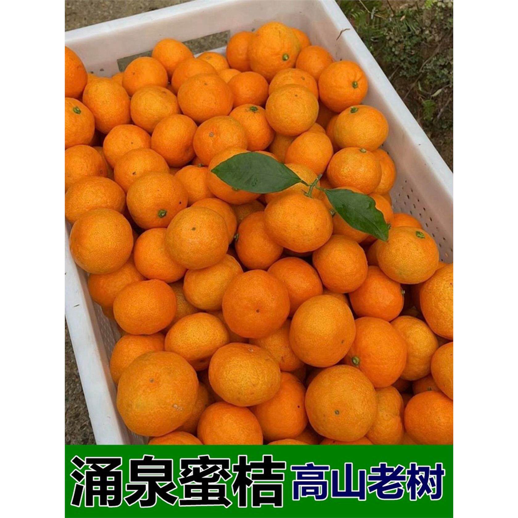 正宗御供涌泉蜜桔新鲜黄岩橘子临海宫川高山小桔子能连带皮吃水果