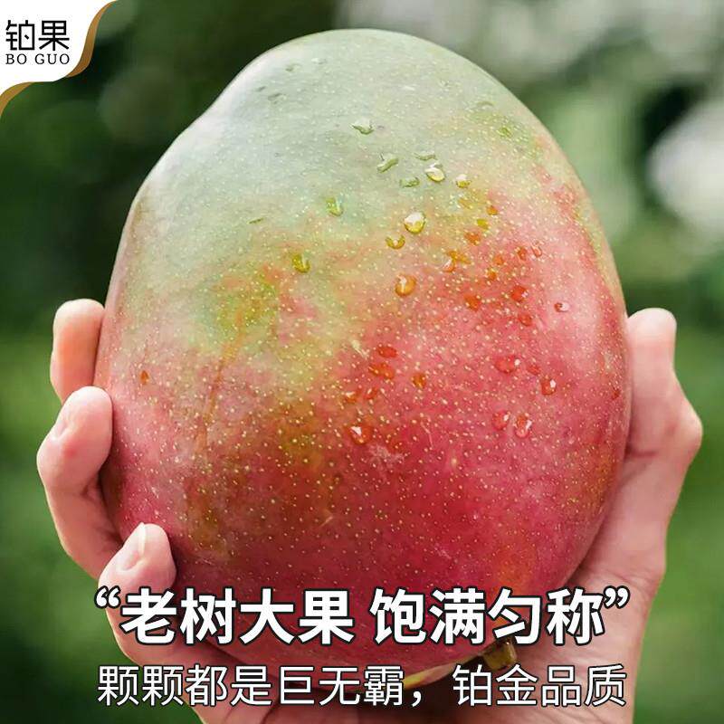 四川攀枝花凯特芒果新鲜20斤特大当季水果甜贵整箱包邮妃热带大果