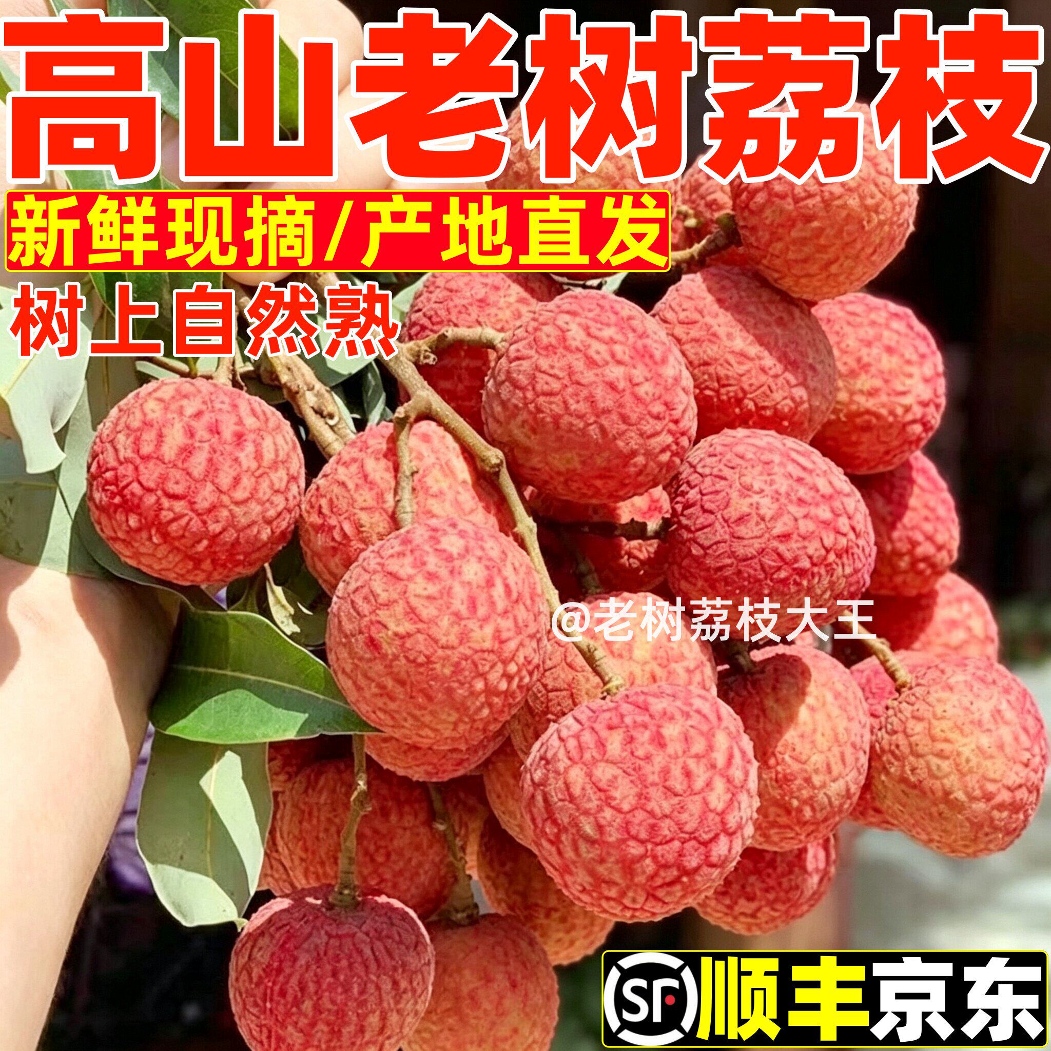 妃子笑荔枝新鲜现摘广西灵山当季荔枝I王农家老树鲜荔枝时令水果 - 实物图