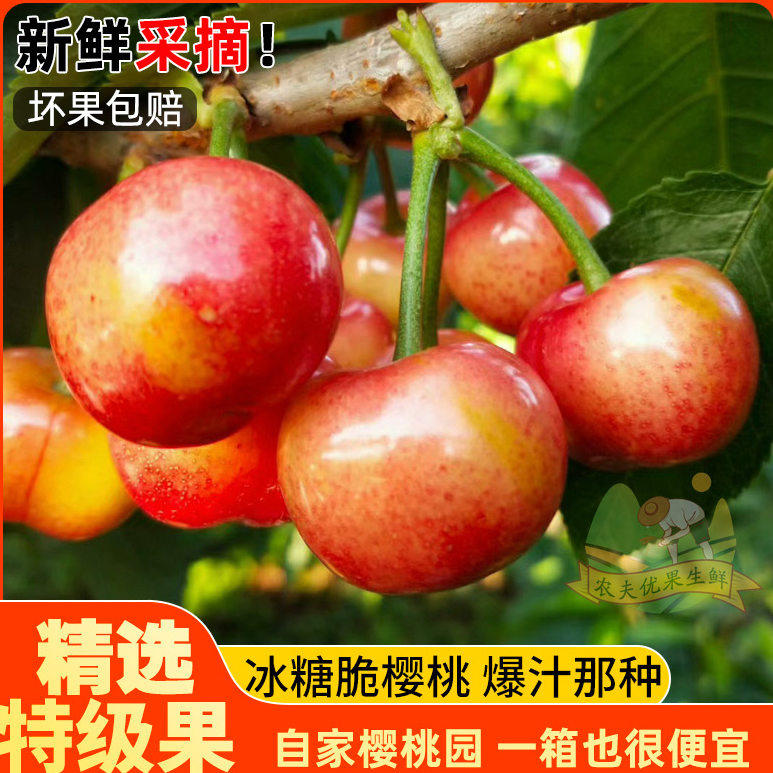 陜西正宗布鲁可斯樱桃国产非大樱桃当季水果整箱冰糖脆当季新鲜