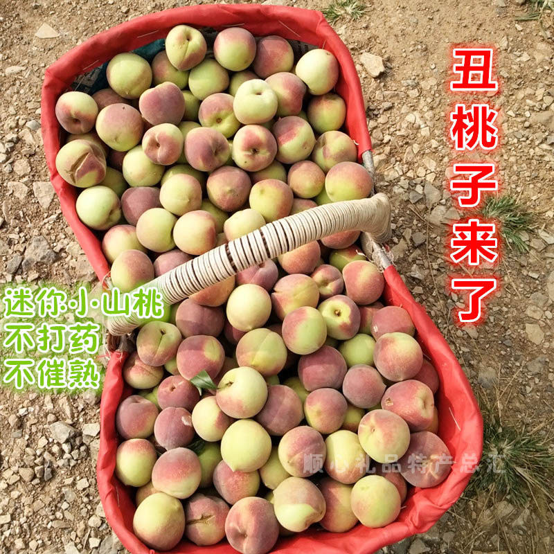 山东青州蜜桃秋桃冬雪蜜桃新鲜水果冬桃小毛桃非水蜜桃五斤装桃子