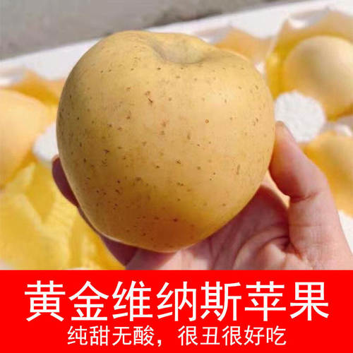 山东烟台黄金维纳斯奶油