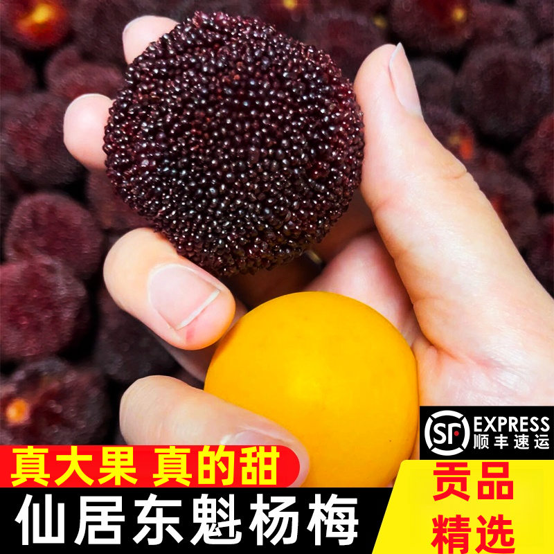 【贡品大果】正宗仙居东魁杨梅鲜果大甜新鲜水果孕妇当季礼盒整箱