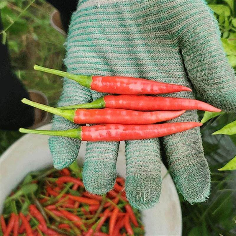 新鲜小米辣椒农家自种红辣椒指朝天椒蔬菜泡椒特辣小米椒鲜辣包邮